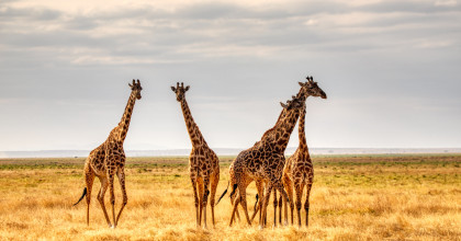 Giraffen repräsentieren gewaltfreie Kommunikation